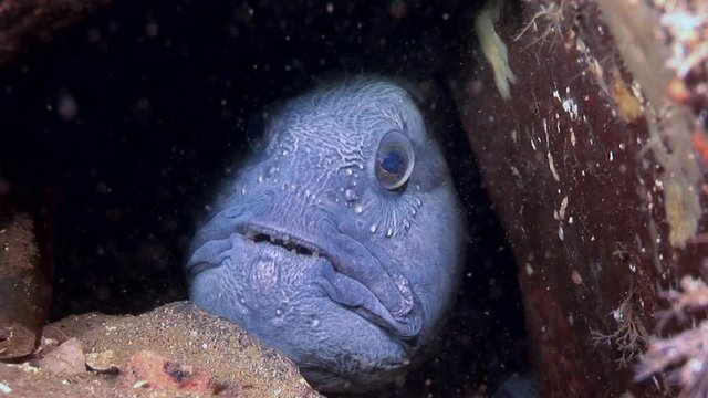 Lancet fish catfish on seabed in search of food underwater of White Sea. Swimming in amazing world of beautiful wildlife. Abyssal relax diving.