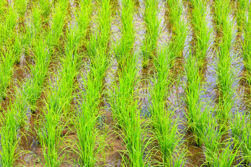 Green young rice sprout ready to growing in the rice field