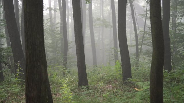 Fog in forest - (4K)