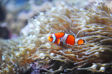 Naklejka na ściany i meble orange clown fish in the coral reef