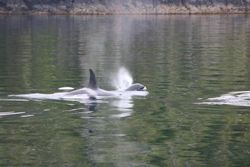 Orca Whales