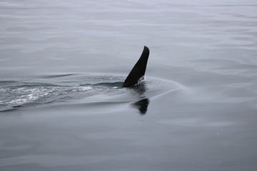 Orca Cruising by Boat Brittish Columbia