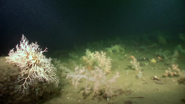 Gorgonian and white fluffy soft coral underwater on seabed of White Sea. Unique video close up. Flowers of marine life in clean clear pure and transparent water in search of food.