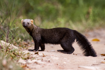 Irara (Eira barbara) | Tayra photographed in Linhares, Espírito Santo - Southeast of Brazil. Atlantic Forest Biome. 