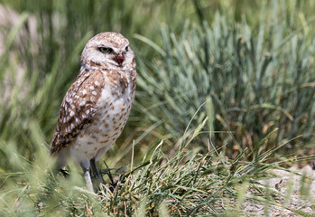 Burrowing Owl