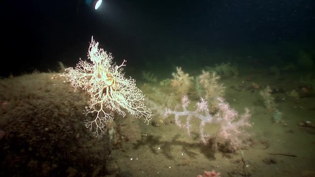 Gorgonian and white fluffy soft coral underwater on seabed of White Sea. Unique video close up. Flowers of marine life in clean clear pure and transparent water in search of food.