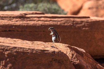 Chipmunk