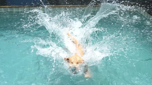 Dog Jumping In Swimming Pool Playing With Ball. Slow Motion. 4K. 