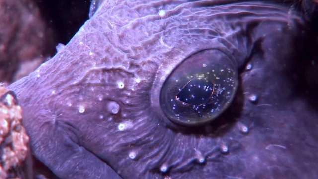 Lancet fish catfish on seabed underwater in ocean of White Sea. Swimming in amazing world of beautiful wildlife. Inhabitants in search of food. Abyssal relax diving. Unique macro video close up.