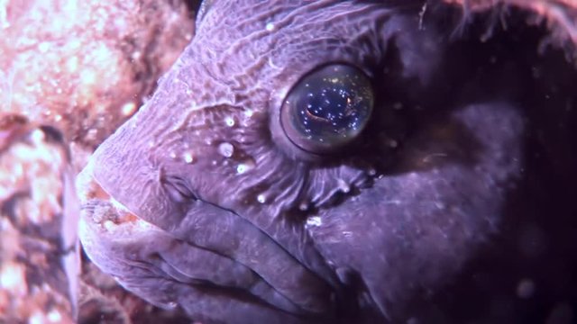 Lancet fish catfish on seabed underwater in ocean of White Sea. Swimming in amazing world of beautiful wildlife. Inhabitants in search of food. Abyssal relax diving. Unique macro video close up.