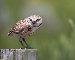 Burrowing Owl