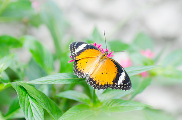 Beautiful butterfly is pollinating on flowers in a garden