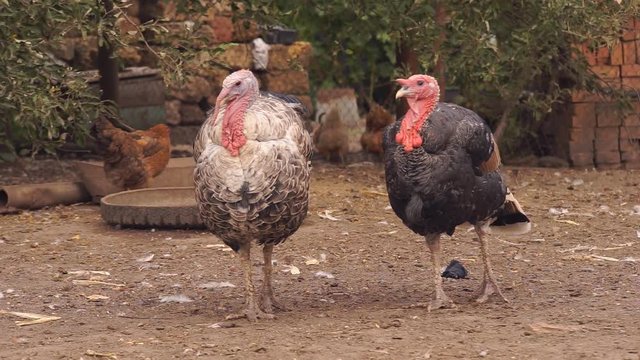 Turkeys are walking in a rural farmyard. Poultry in the village