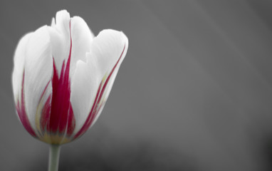 Canada 150th Tulip