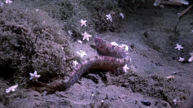 Eel pout mutton and star fish perciform on seabed underwater in White Sea. Swimming in amazing world of beautiful wildlife. Inhabitants in search of food. Abyssal relax diving. Macro video.