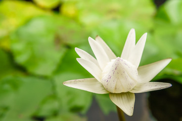 Obraz premium white lotus flower