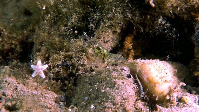 Glass shrimp masked in search of food underwater seabed of White Sea Russia. Unique macro video close up. Predators of marine life on the background of pure and transparent water stones.