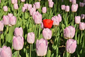 pink tulips in the garden