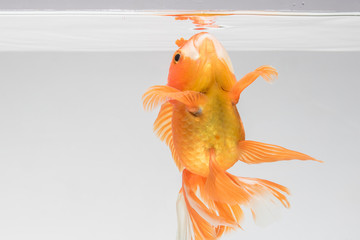 Goldfish isolate on a gray background