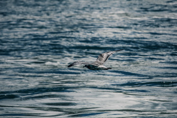 Fototapeta premium Seagull over water body
