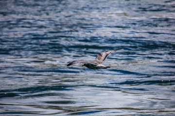 Seagull flying over water