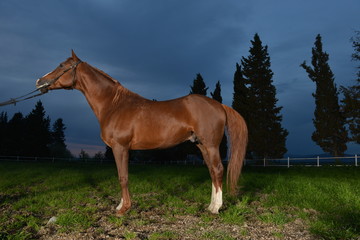 Obraz premium Arabian horse, Karacabey,Bursa,Turkey