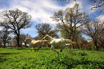 Arabian horse, Karacabey,Bursa,Turkey