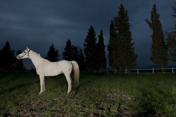 Arabian horse, Karacabey,Bursa,Turkey