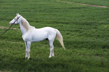 Obraz na płótnie Canvas Arabian horse, Karacabey,Bursa,Turkey