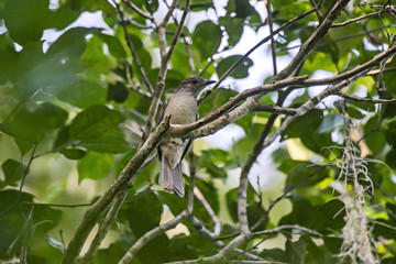 Cricrió (Lipaugus vociferans) | Screaming Piha photographed in Linhares, Espírito Santo - Southeast of Brazil. Atlantic Forest Biome. 