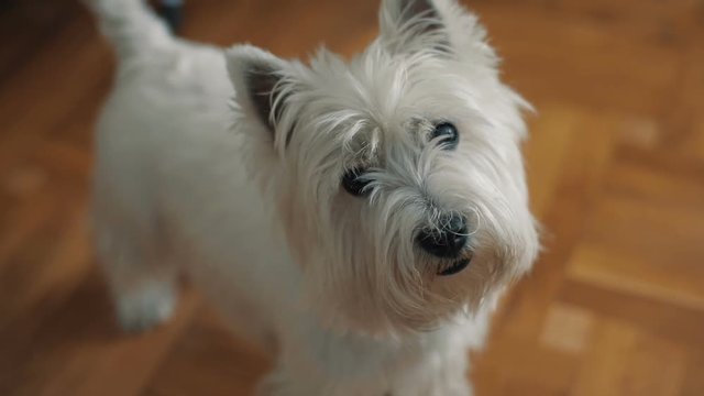 Dog terrier looks at camera