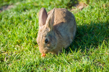 Wild bunny rabbit eating carrot