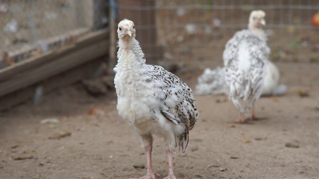 Turkeys are walking in a rural farmyard. Poultry in the village