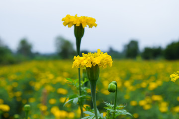 Obraz premium marigold in garden