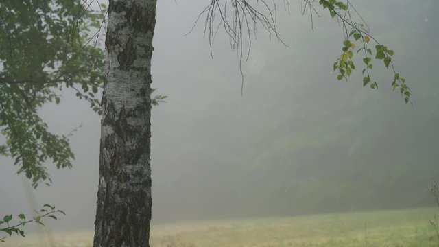 Birch in fog - (4K)