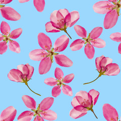 Apple flowers. Seamless pattern texture of flowers. Floral background, photo collage