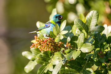 Saíra-sete-cores (Tangara seledon) | Green-headed Tanager photographed in the Farm Cupido & Refugio in Linhares, Espírito Santo, Southeast of Brazil. Atlantic Forest Biome.