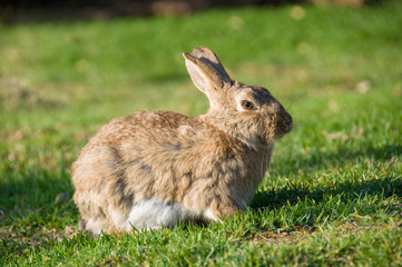 Naklejka na ściany i meble Wild bunny rabbit sitting on sunlit grass