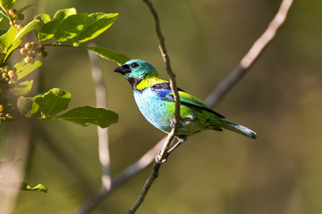 Saíra-sete-cores (Tangara seledon) | Green-headed Tanager photographed in the Farm Cupido & Refugio in Linhares, Espírito Santo, Southeast of Brazil. Atlantic Forest Biome.