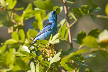 Fototapeta premium Saí-azul (Dacnis cayana) | Blue Dacnis photographed in the Farm Cupido & Refugio in Linhares, Espírito Santo, Southeast of Brazil. Atlantic Forest Biome.