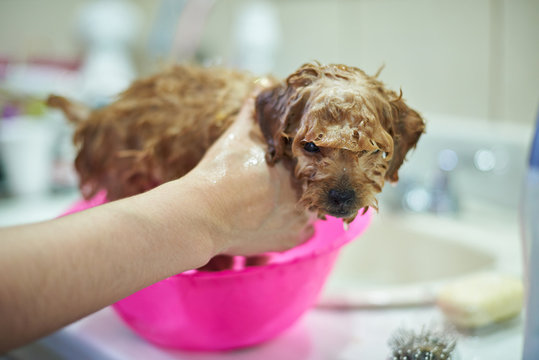 1407848 Washing small brown poodle puppy