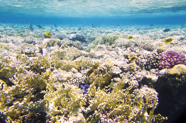 Fototapeta na wymiar Landscape of a coral reef with fish
