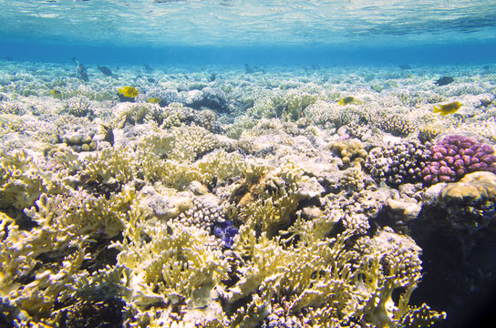 Landscape of a coral reef with fish