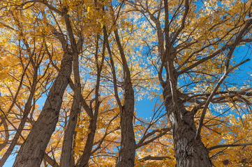 Fall Cottonwoods on the Rio Grande