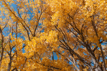 Fall Cottonwoods on the Rio Grande