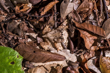 Sapo-de-chifre (Proceratophrys laticeps) | Horned-frog photographed in the Farm Cupido & Refugio in Linhares, Espírito Santo, Southeast of Brazil. Atlantic Forest Biome.