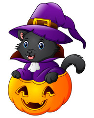 Black cat dressed as witch on a halloween pumpkin