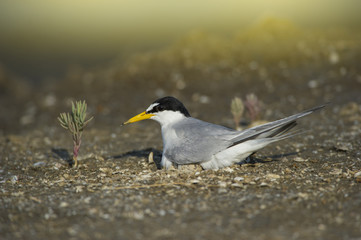 Little Tern hatching