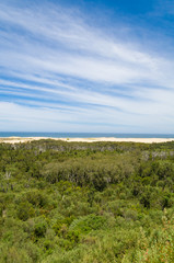 Fototapeta na wymiar Eucalyptus forest with ocean beach and sky in the distance