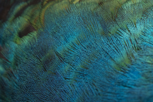 Close up peacock feathers 